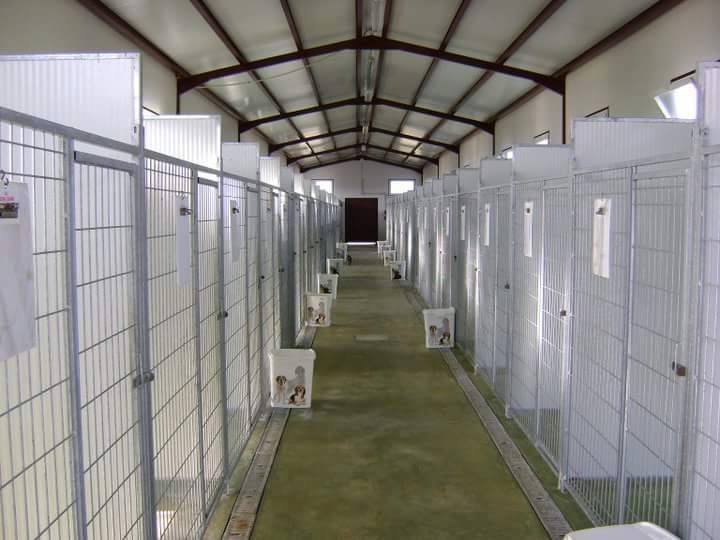 residencia canina villa can