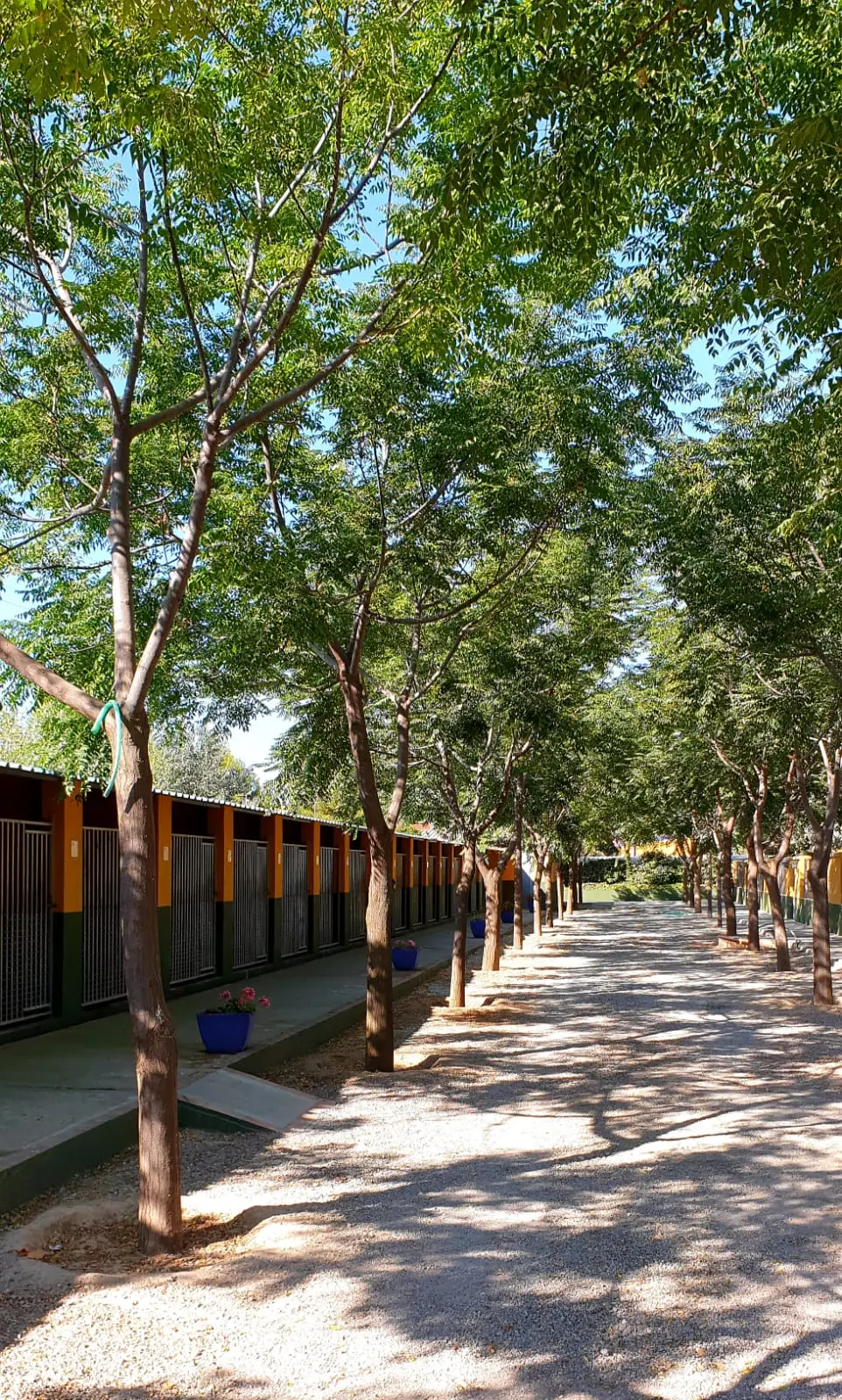 residencia canina delagos