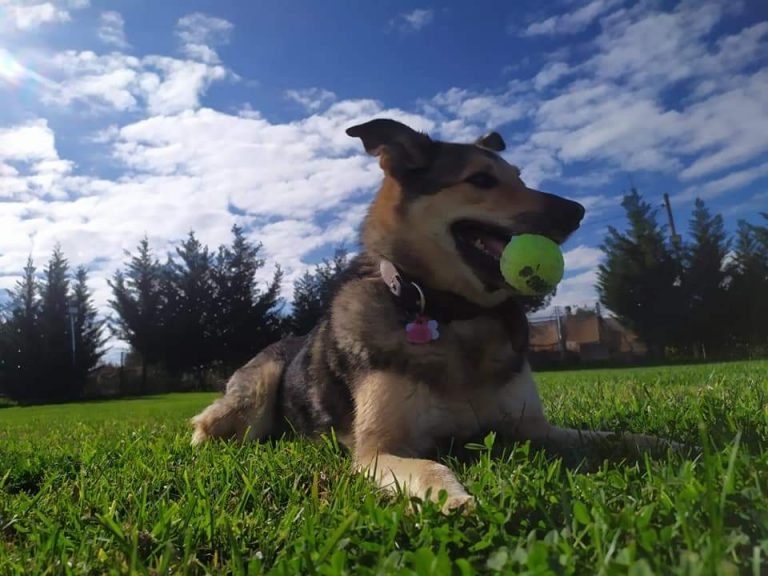 guardería canina thorcanes