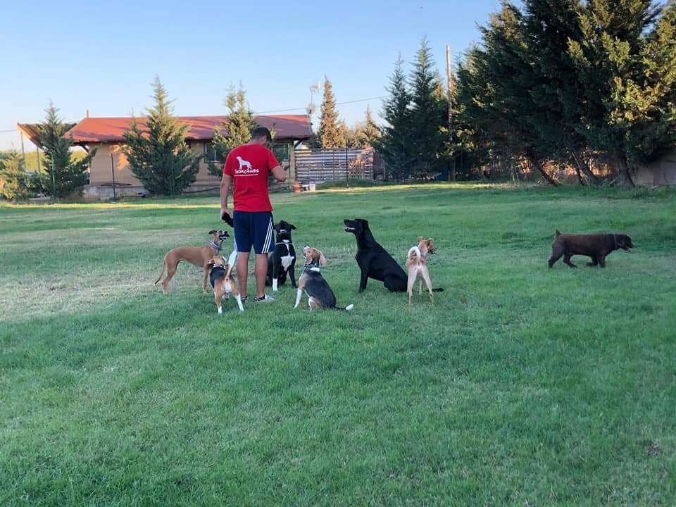 guardería canina thorcanes