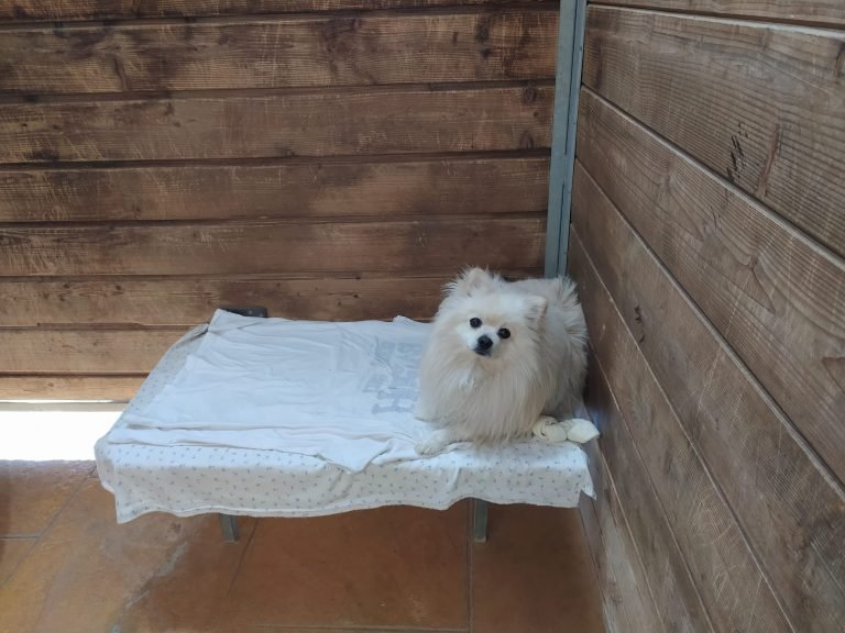 guardería canina thorcanes