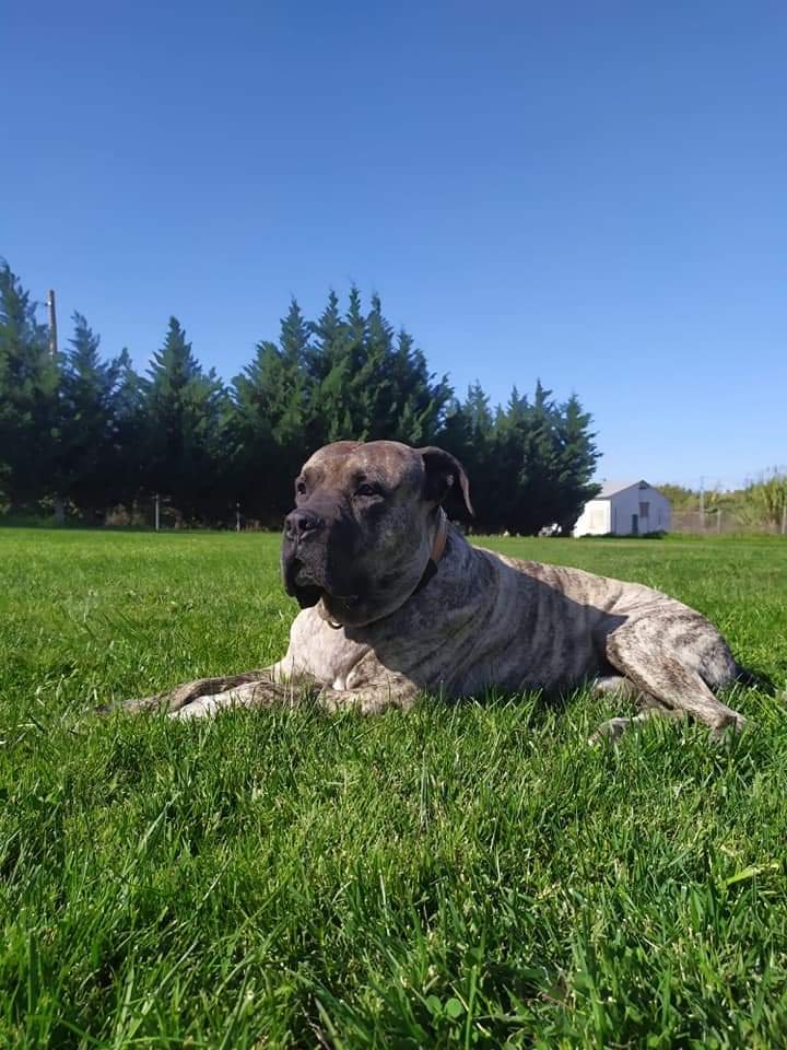 guardería canina thorcanes