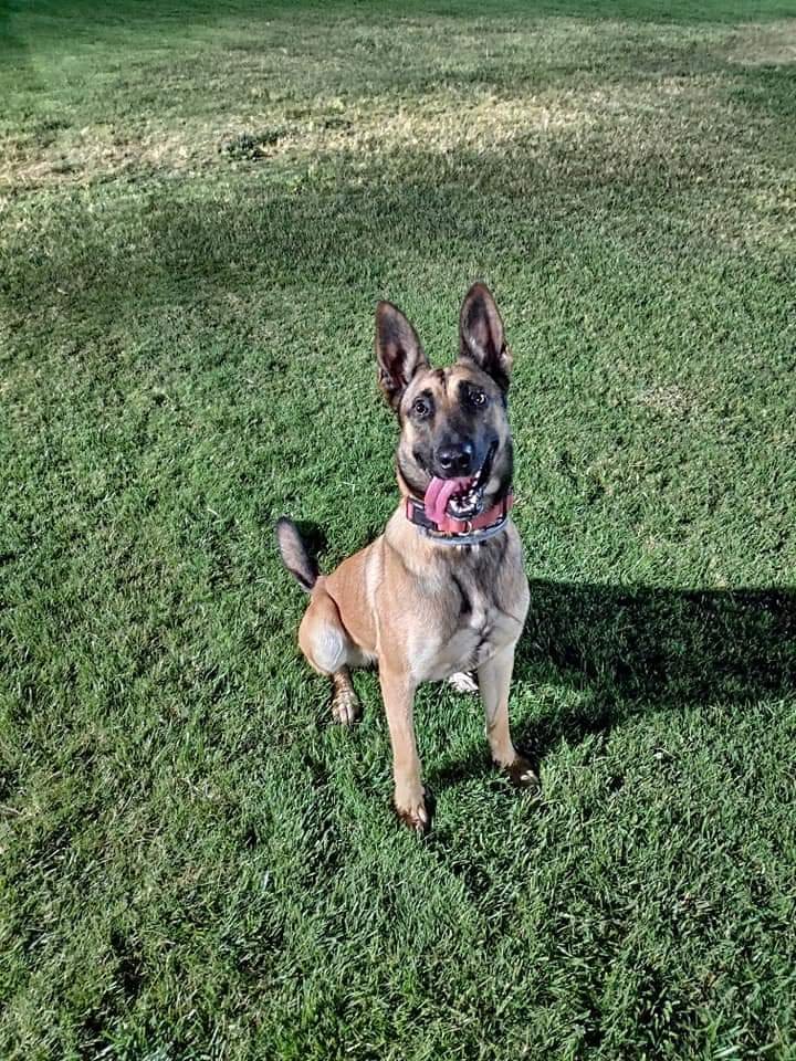 guardería canina thorcanes