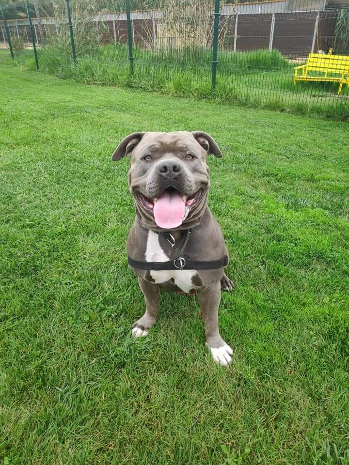 guardería canina thorcanes