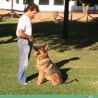 residencia canina adiecan