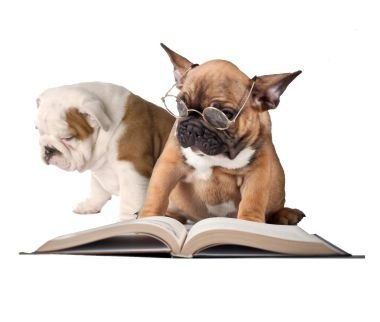 residencia canina adiecan