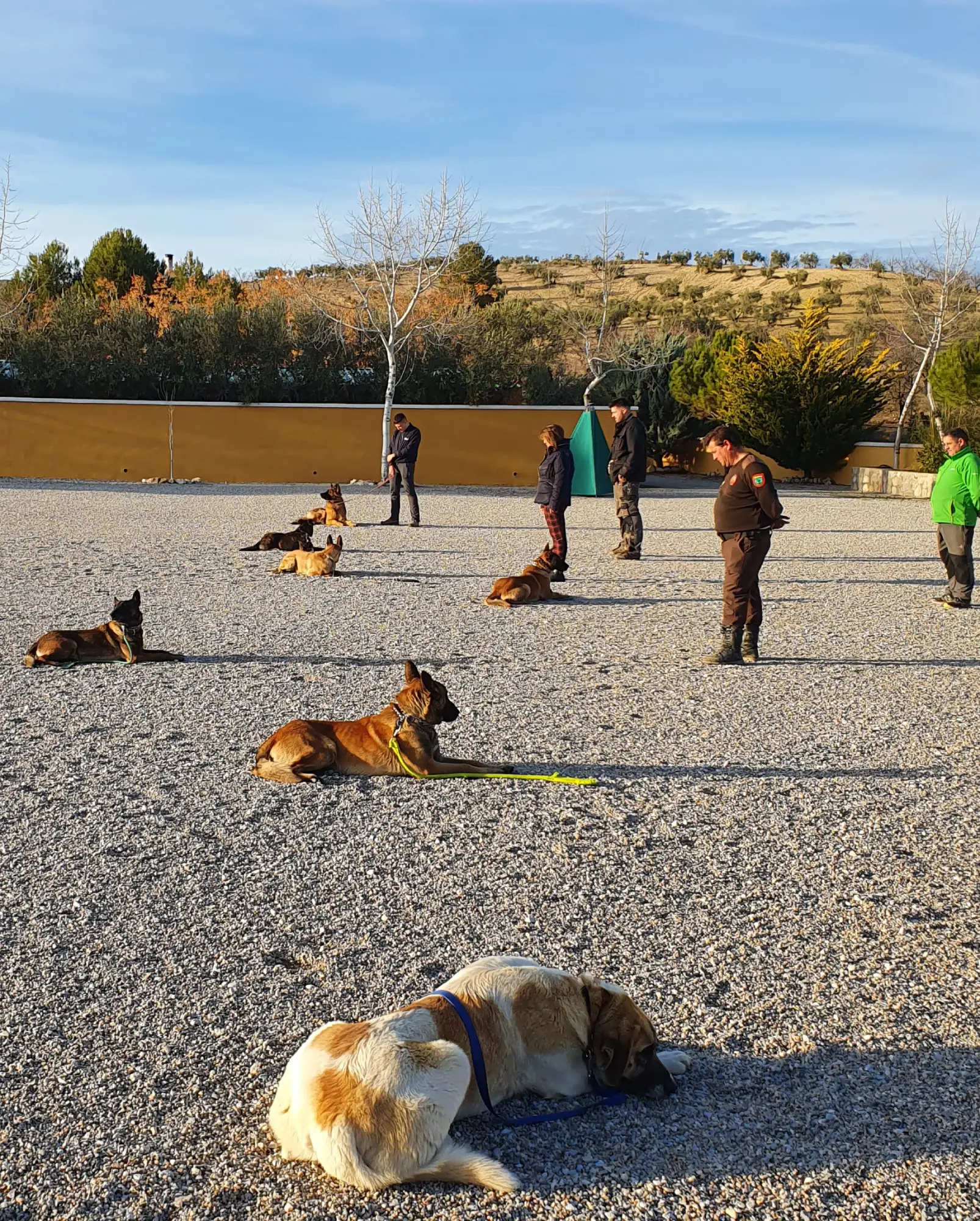 residencia canina delagos