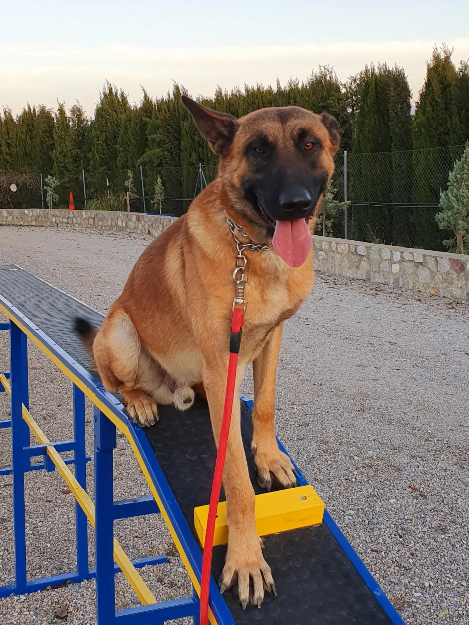 residencia canina delagos