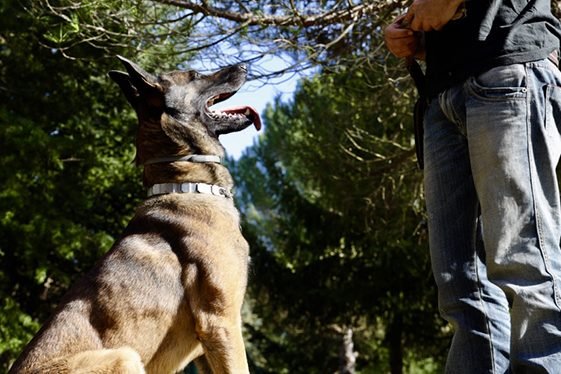 residencia canina jacan