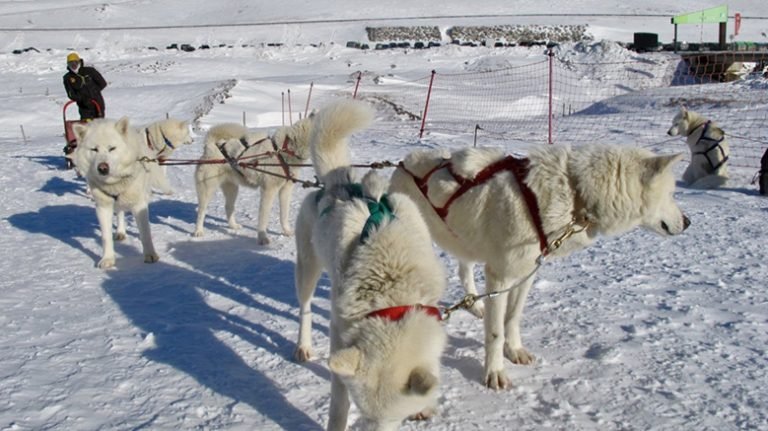 residencia canina jacan