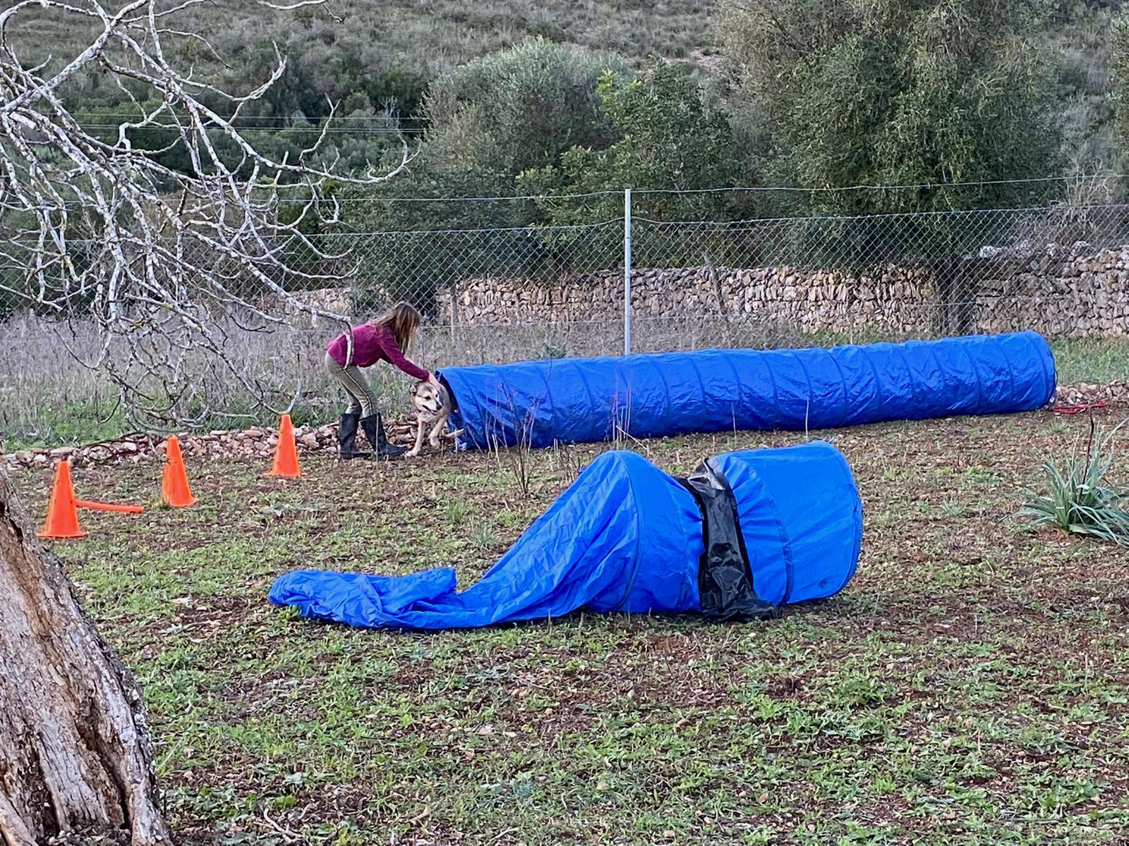 residencia canina nescap