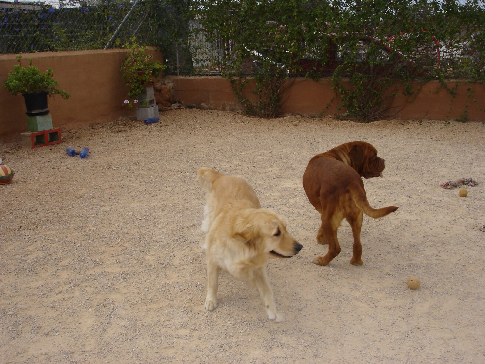 residencia canina von falkenau
