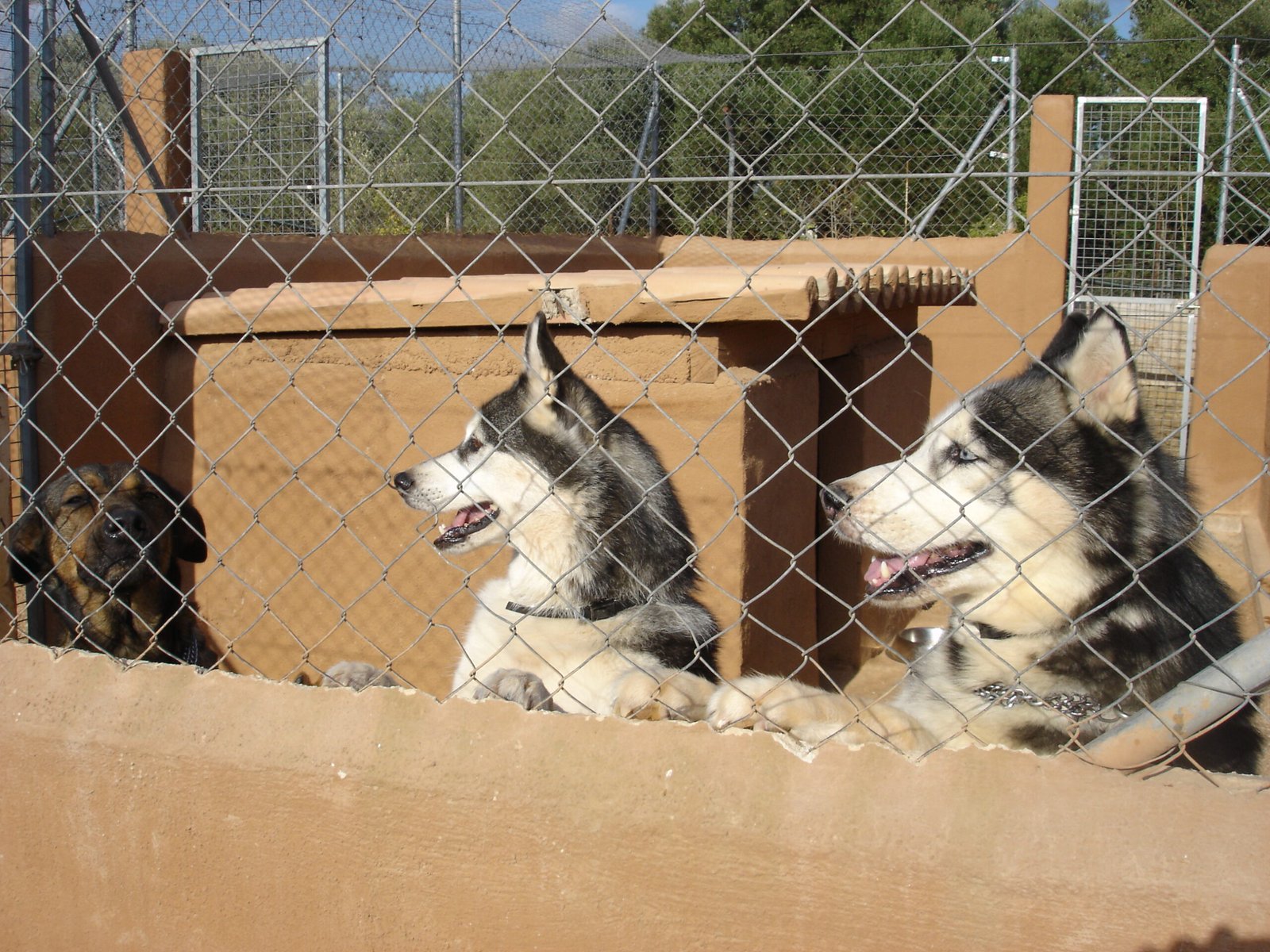 residencia canina von falkenau