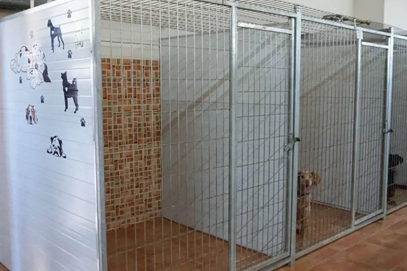 guardería canina mi mascota