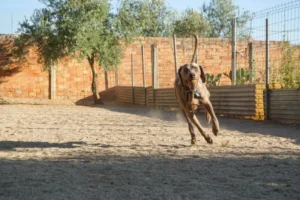 guardería canina mi mascota