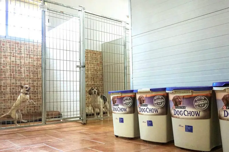 guardería canina mi mascota