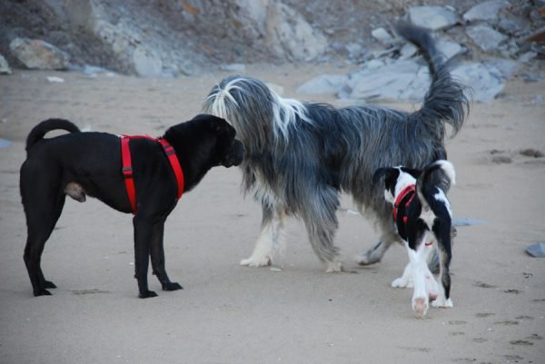 guarderia canina kanoteka