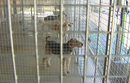 residencia canina granacan