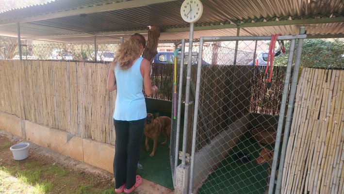 residencia canina gabis hunde wiese