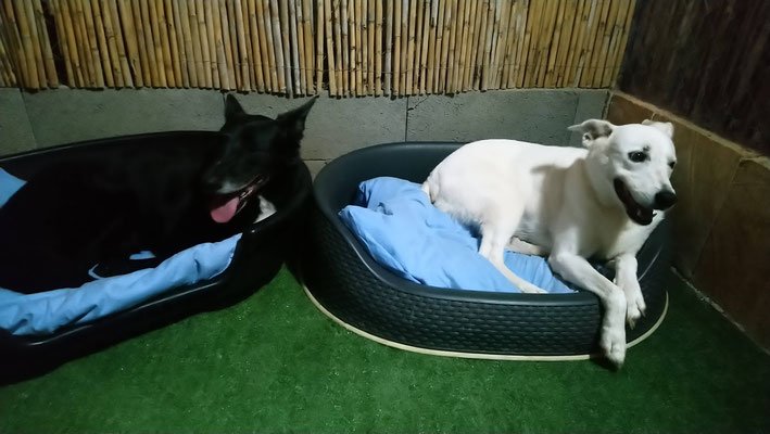 residencia canina gabis hunde wiese