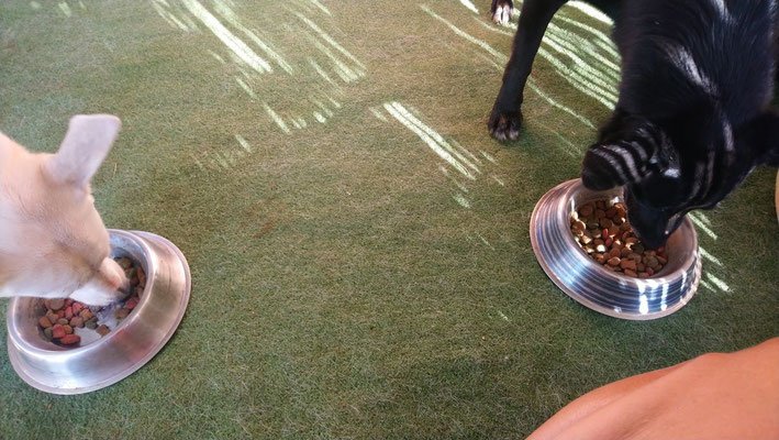 residencia canina gabis hunde wiese