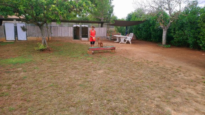 residencia canina gabis hunde wiese