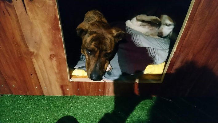 residencia canina gabis hunde wiese