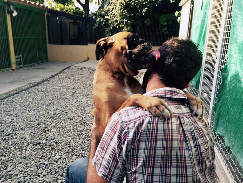 residencia canina dog house
