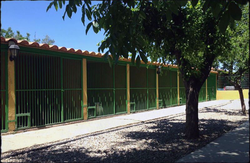 residencia canina dog house