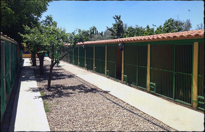 residencia canina dog house