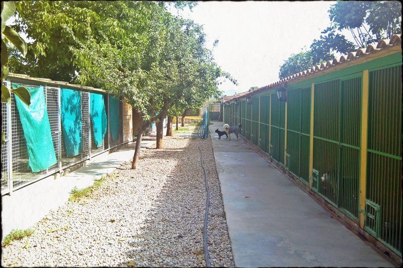 residencia canina dog house