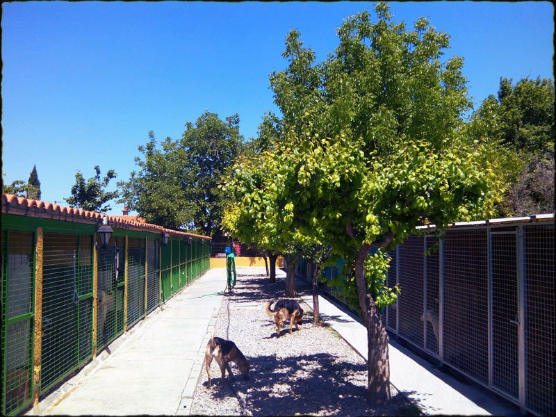 residencia canina dog house