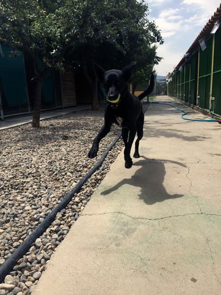residencia canina dog house