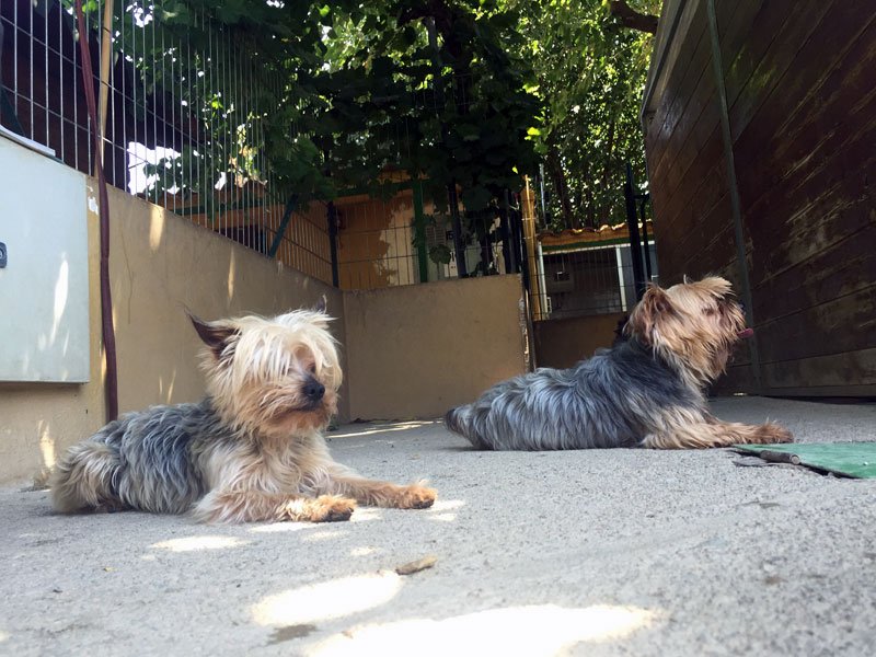 residencia canina dog house