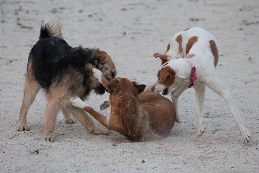 residencia canina dogisticat