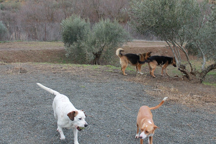 residencia canina dogisticat