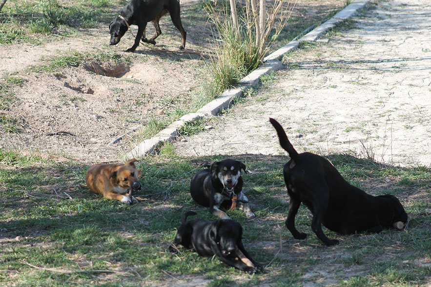 residencia canina dogisticat