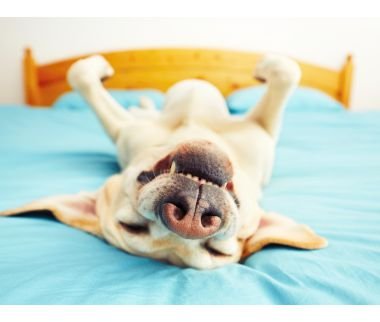 residencia canina adiecan