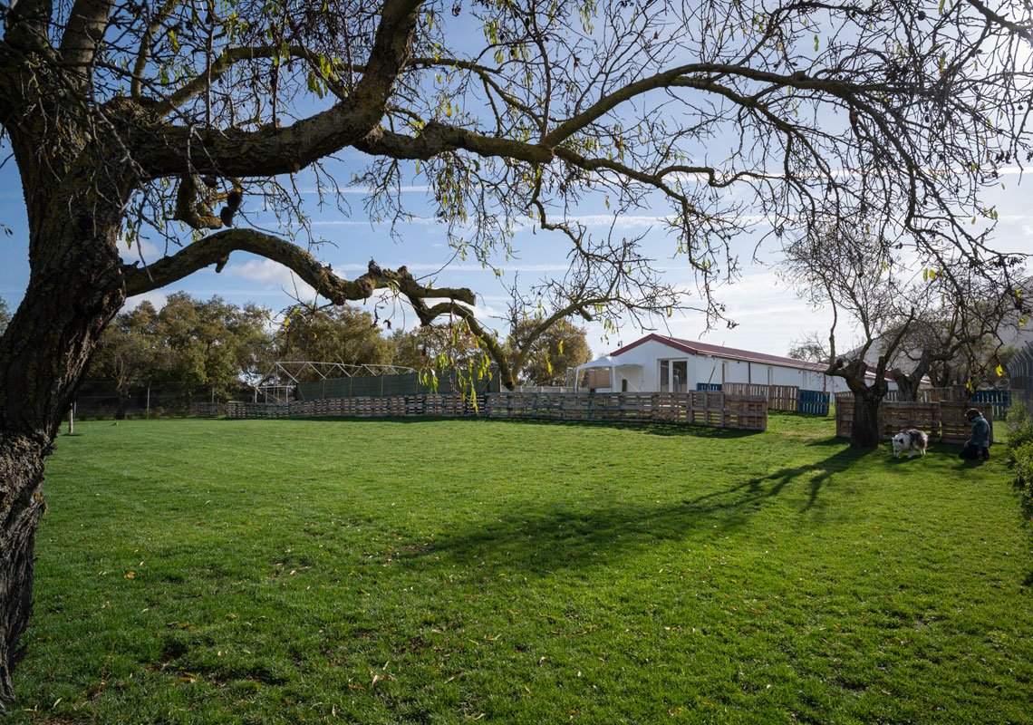 residencia canina kangurea