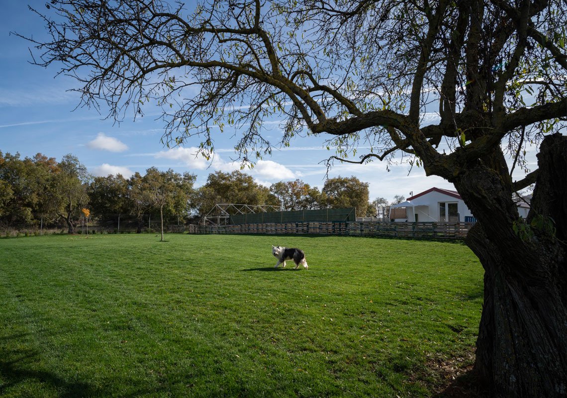 residencia canina kangurea