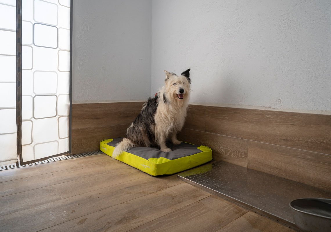 residencia canina kangurea