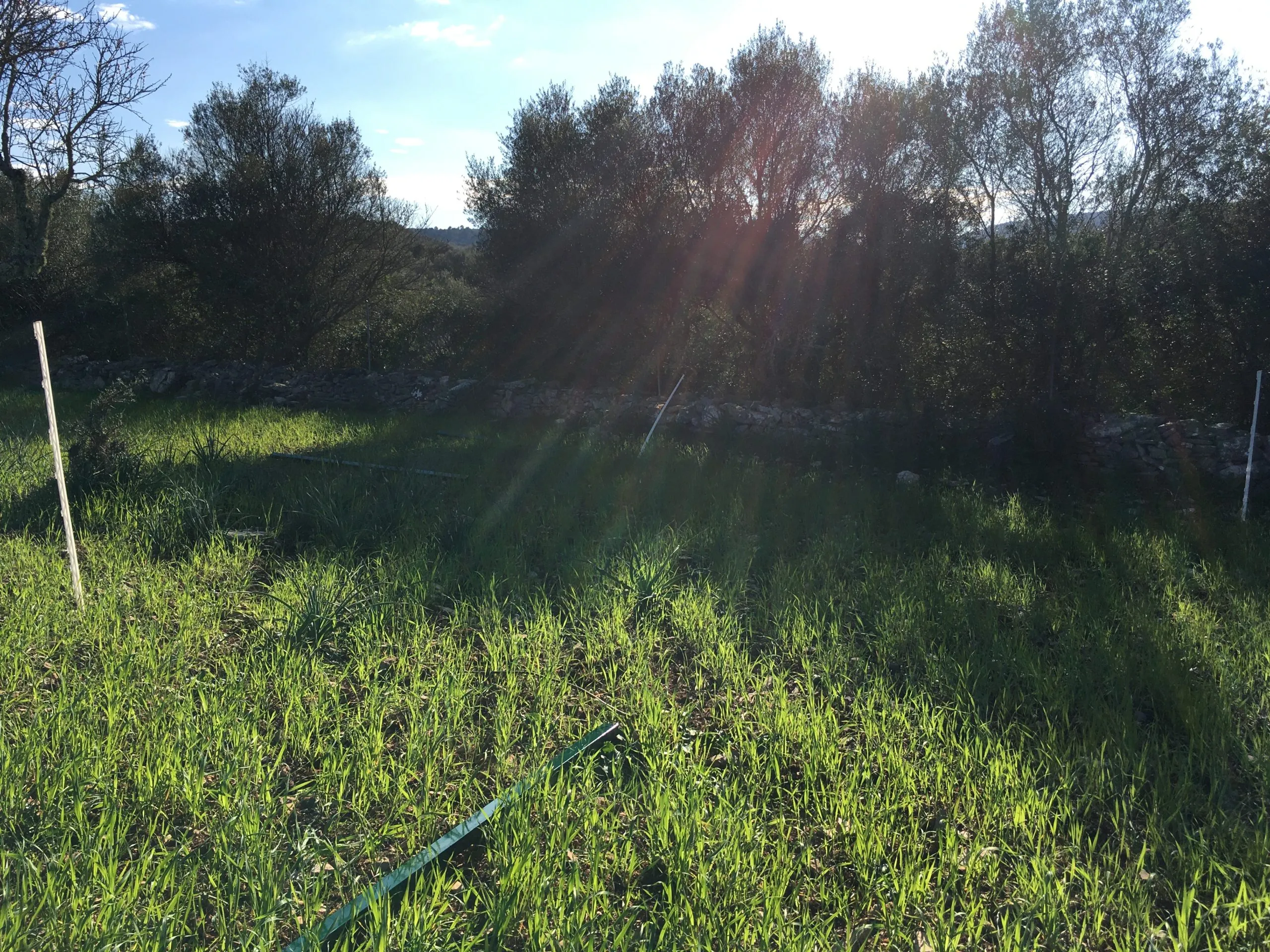 residencia canina nescap