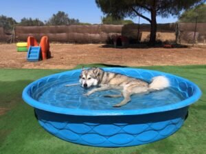 residencia canina villa can