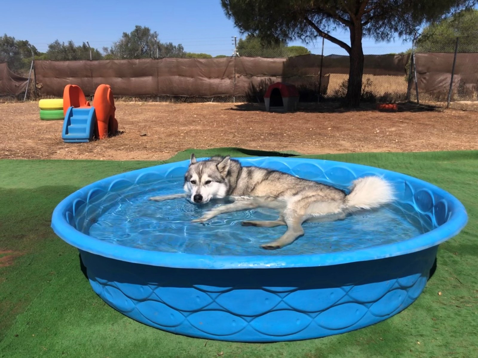 residencia canina villa can