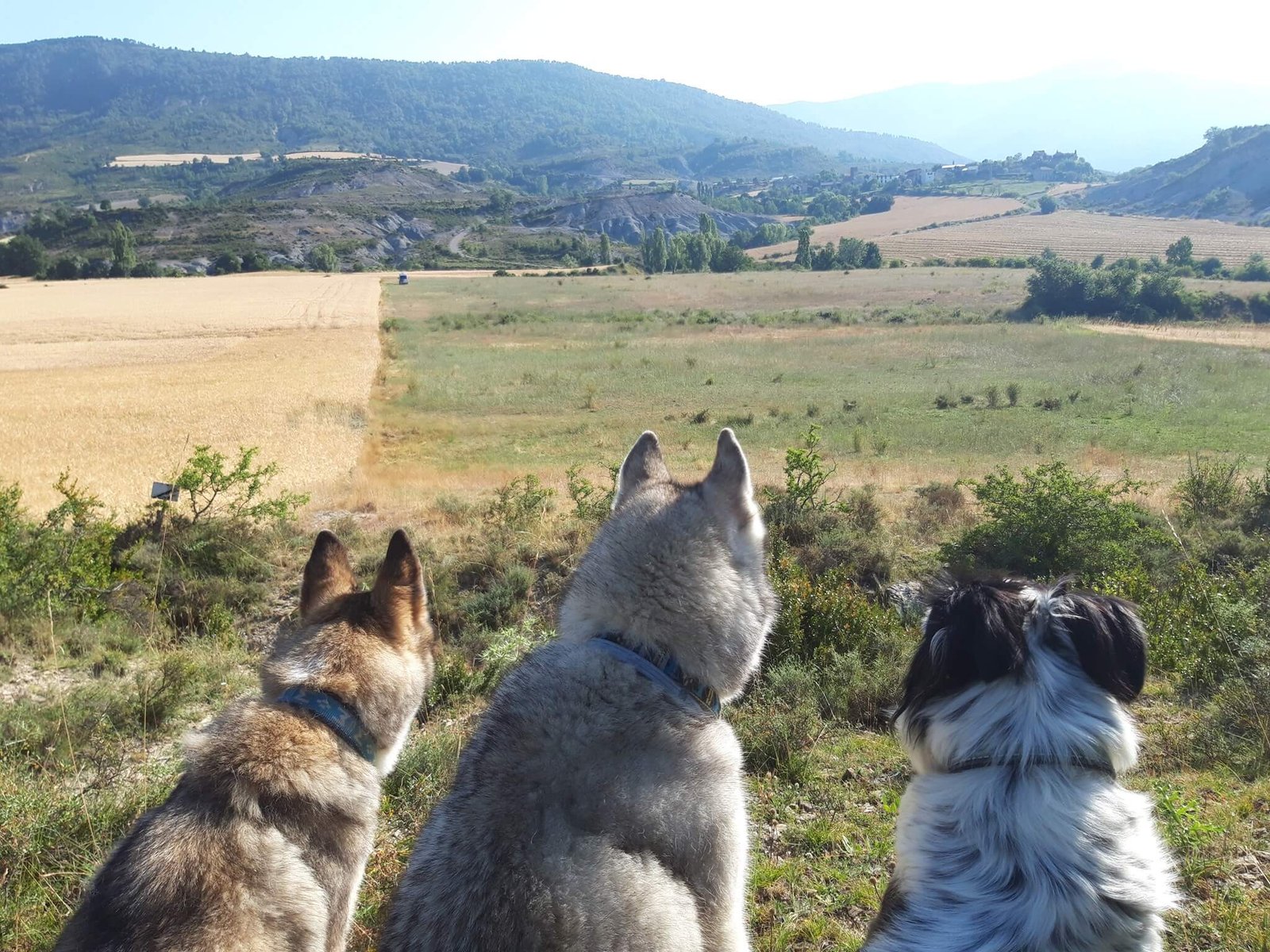 residencia canina luna mon