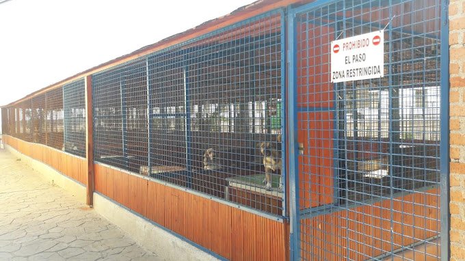 centro canino rivendel