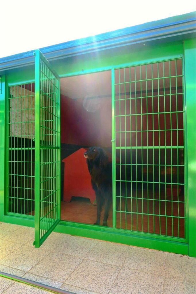 centro canino daponte