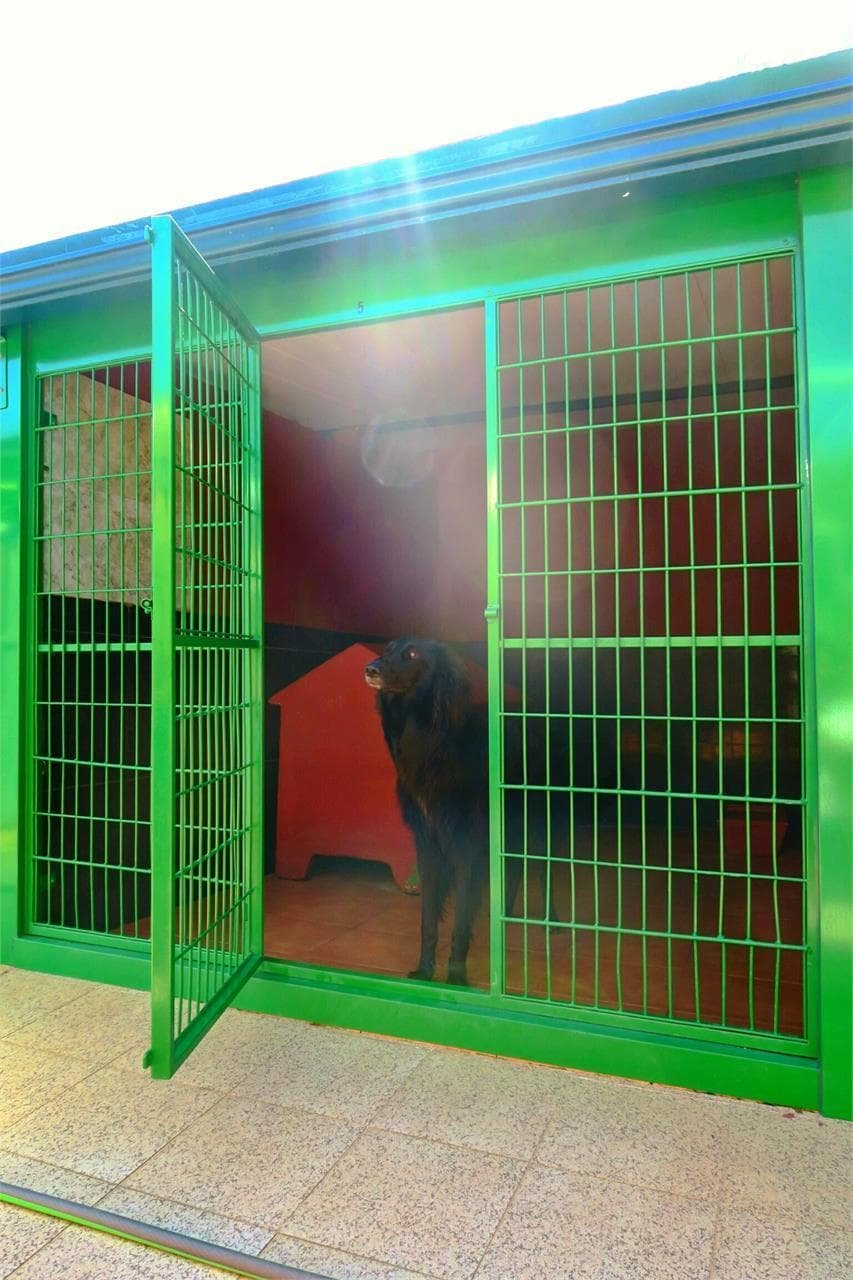 centro canino daponte