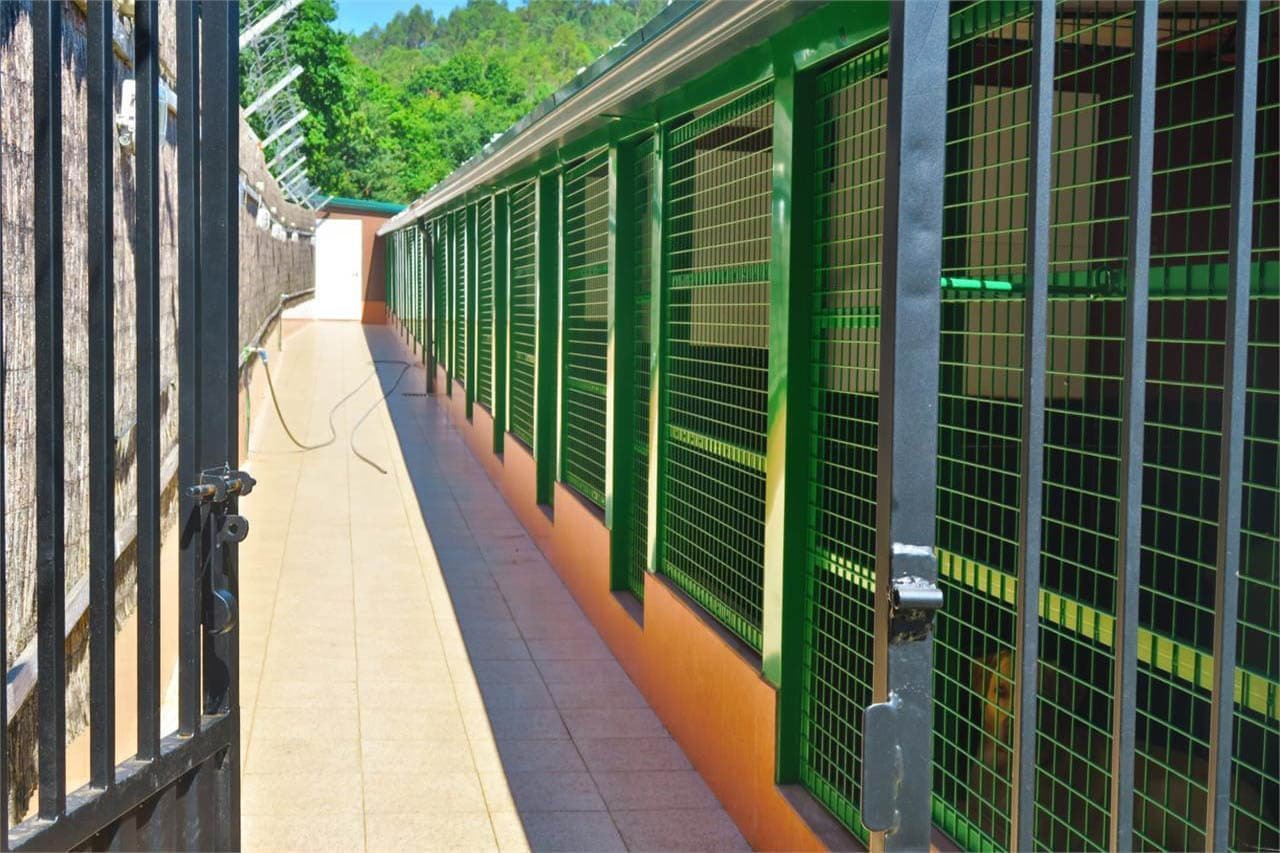 centro canino daponte