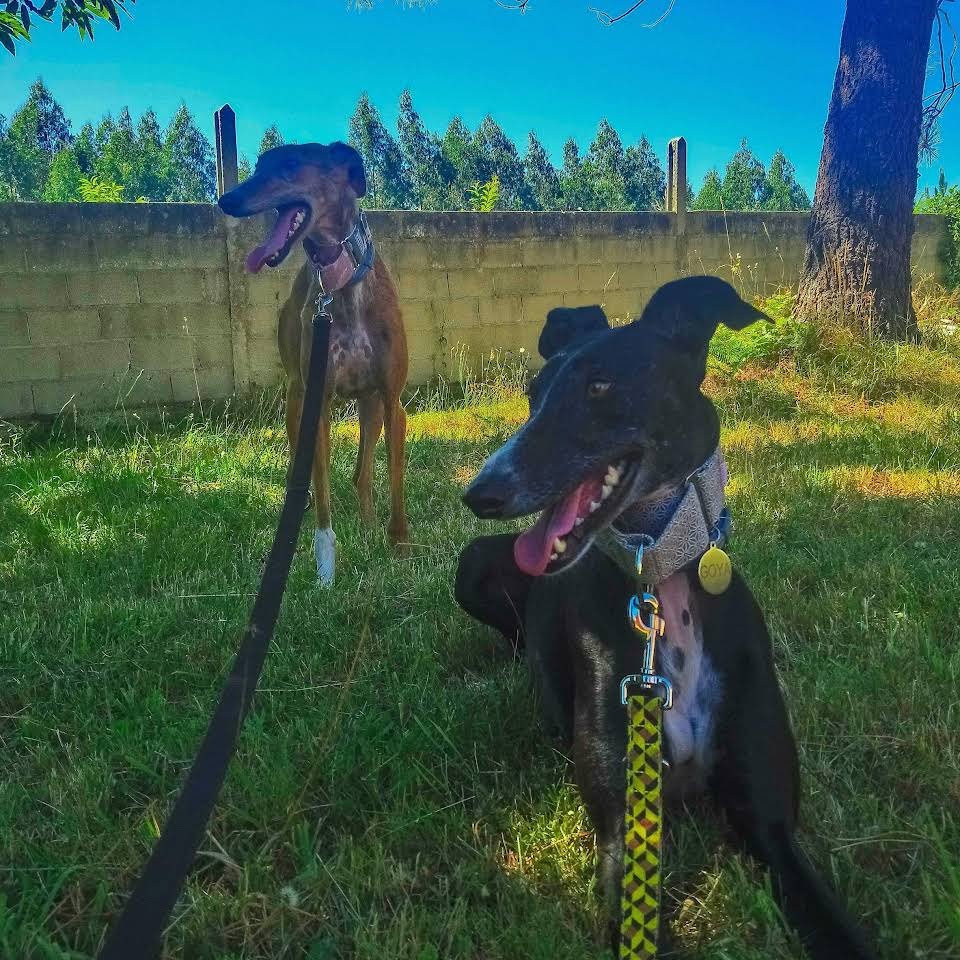 residencia canina red garden